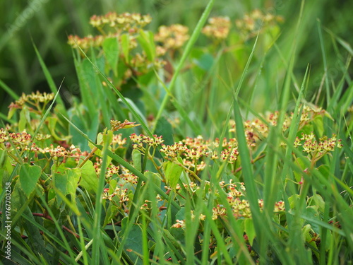 True Virginia creeper is weed with heart-shaped  reddish-green leaves. Columellia trifolia Merr flowers are borne in clusters in leaf axils and red and resemble umbrellas. Parthenocissus quinquefolia,