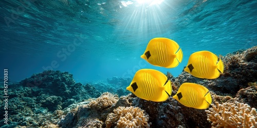 Fototapeta Naklejka Na Ścianę i Meble -  Group of bright yellow tropical fish swimming above coral reef in clear ocean water