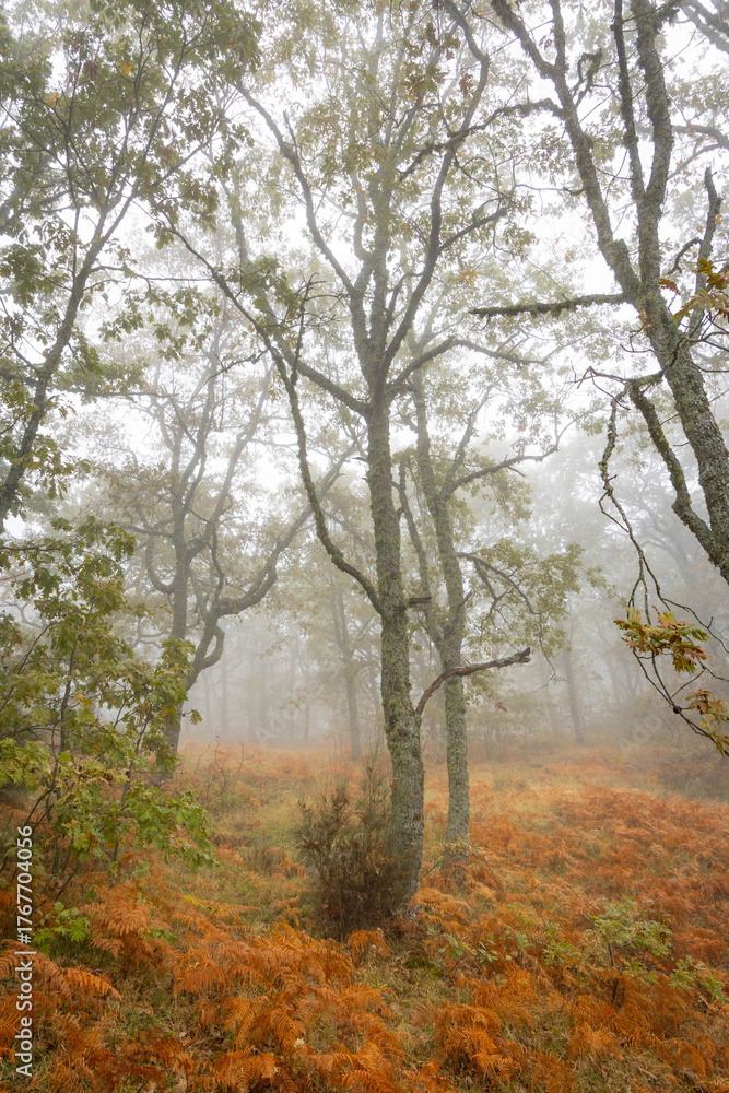 Fototapeta premium Sierra de Tormantos (Extremadura ) en otoño