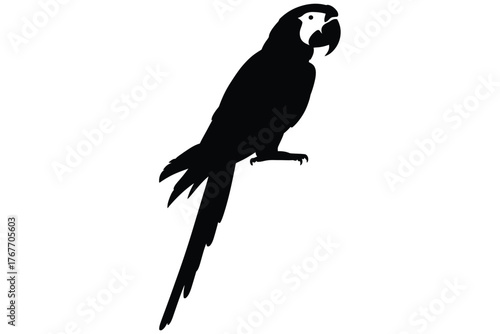 Silhouette of a macaw parrot perched on a branch
