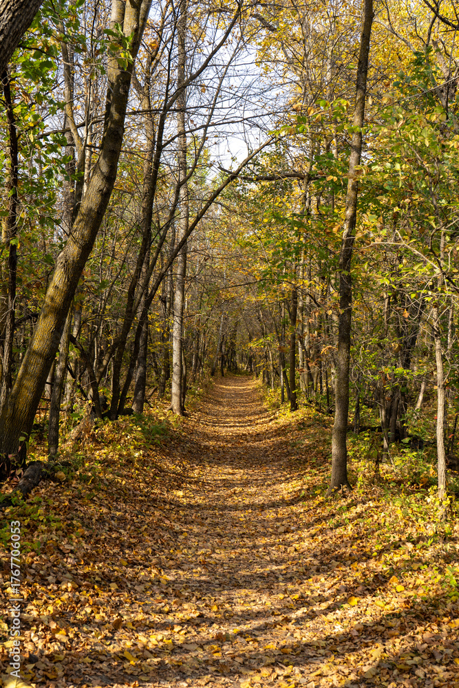 Fototapeta premium path in autumn forest