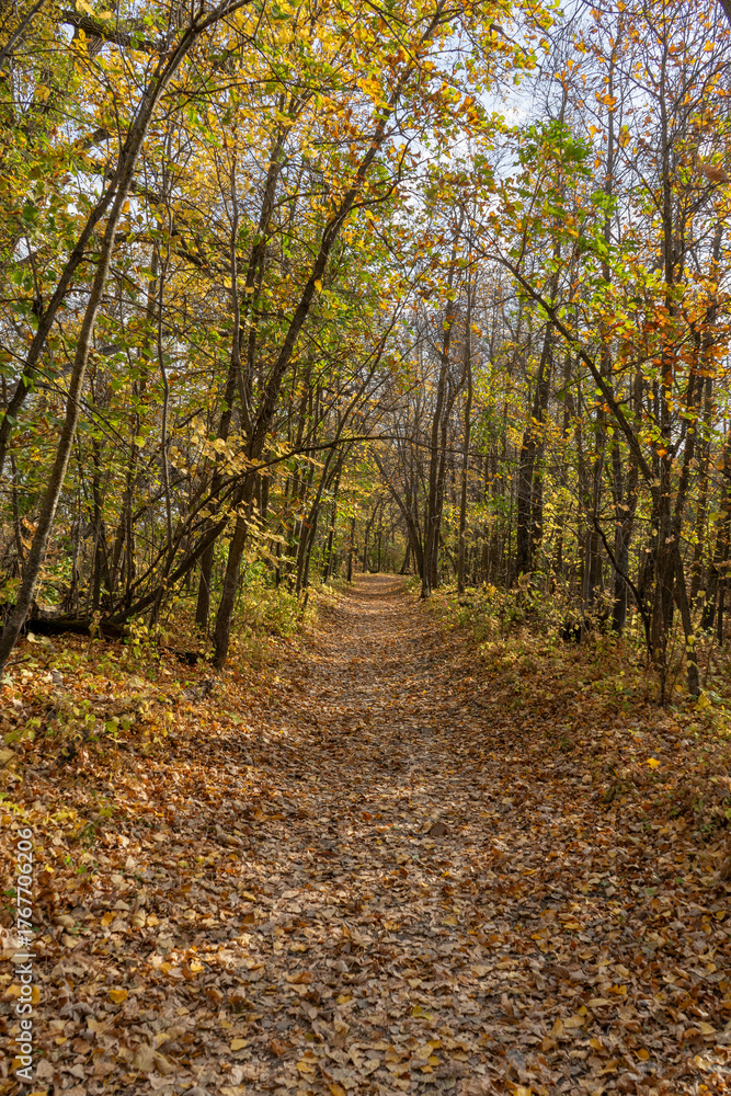 Obraz premium path in autumn forest