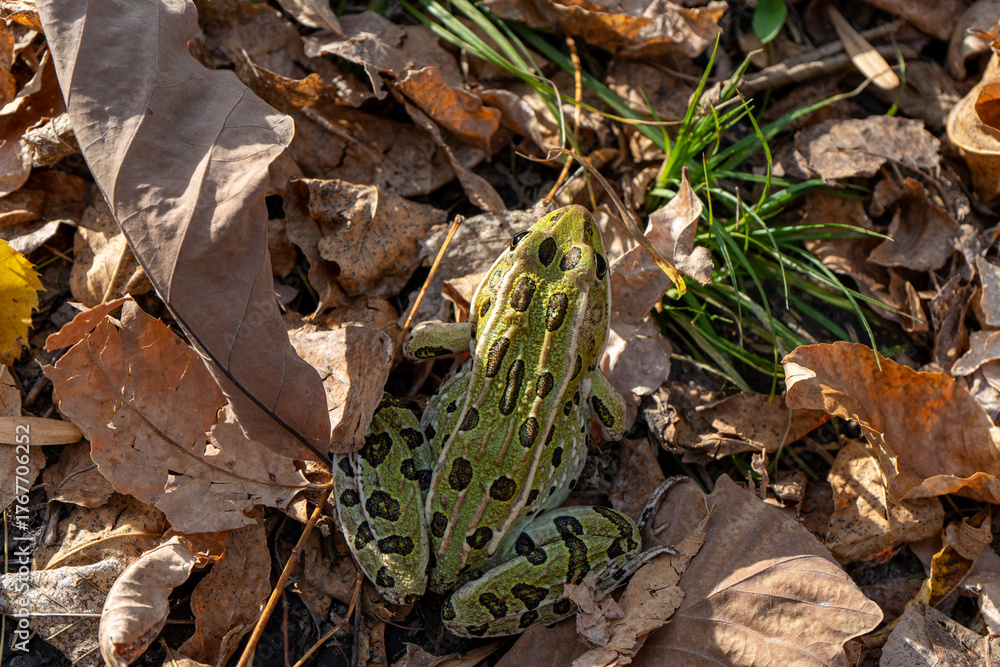 Naklejka premium leopard frog