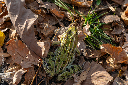 leopard frog