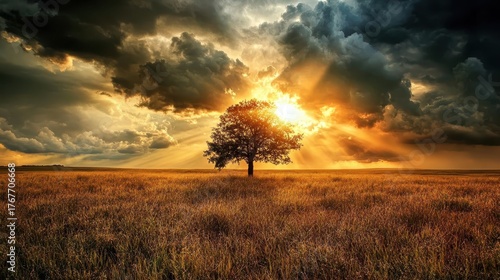 Fototapeta Naklejka Na Ścianę i Meble -  Lone tree in a field with sunlight breaking through dramatic clouds