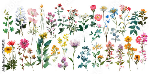 Delicate watercolor illustration of a variety of wildflowers and greenery on a white background