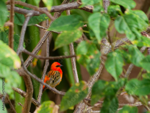 red foudi on a branch