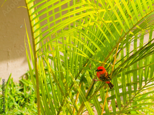 red foudi on a branch