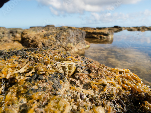 clam on the rock at low tide