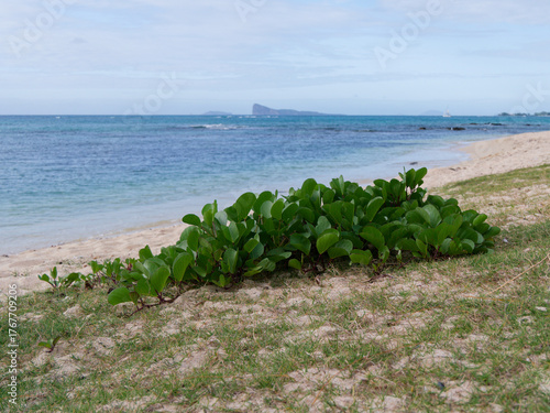 green bush on the sand