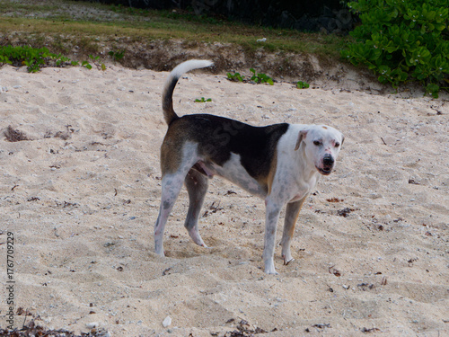 Errand dogs at Pointe aux cannoniers (Mauritius)