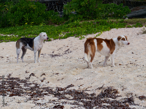 Errand dogs at Pointe aux cannoniers (Mauritius)
