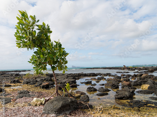 Black rock on the beach - Pointe-aux-Cannoniers (Mauritius)