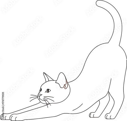 Cat stretching feline pet animal domestic mammal cute playful yoga pose