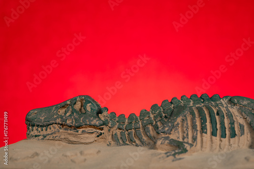 Photos angle view tyrannosaurus rex skeleton fossil on red at horizontal composition