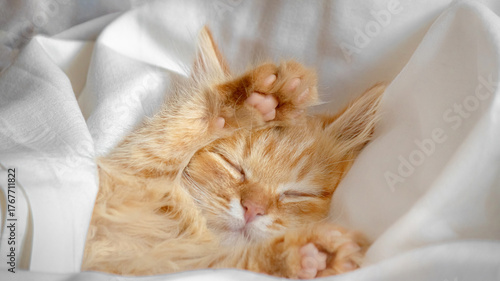 Sleeping ginger kitten with raised paws under a white blanket