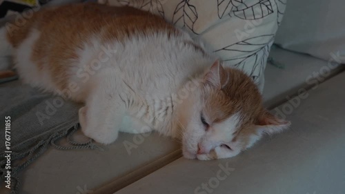 The ginger and white cat is lying on the sofa and resting. The old cat is sleeping.