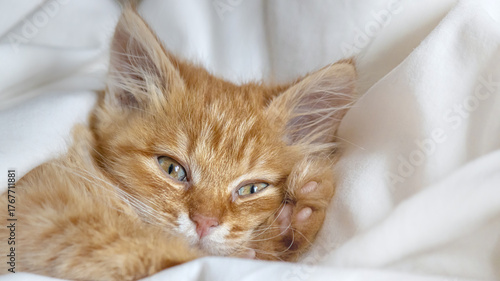 A cute ginger kitten wakes up under a soft blanket