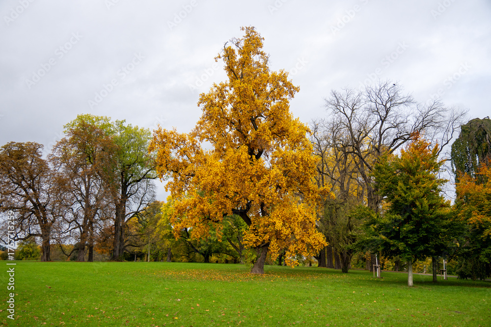 Naklejka premium Schöner großer gelb gefärbter Laubbaum im Herbst