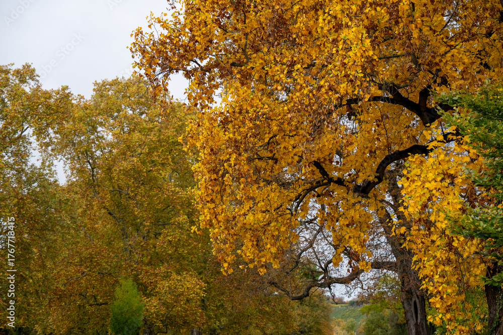 Fototapeta premium Nahaufnahme von gelblich gefärbtem Laub im Herbst
