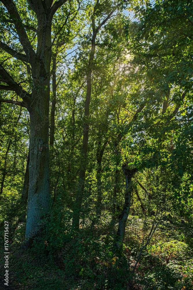 Fototapeta premium Impressions of a hike in Rheinhessen on Jakobsberg near Gau-Algesheim