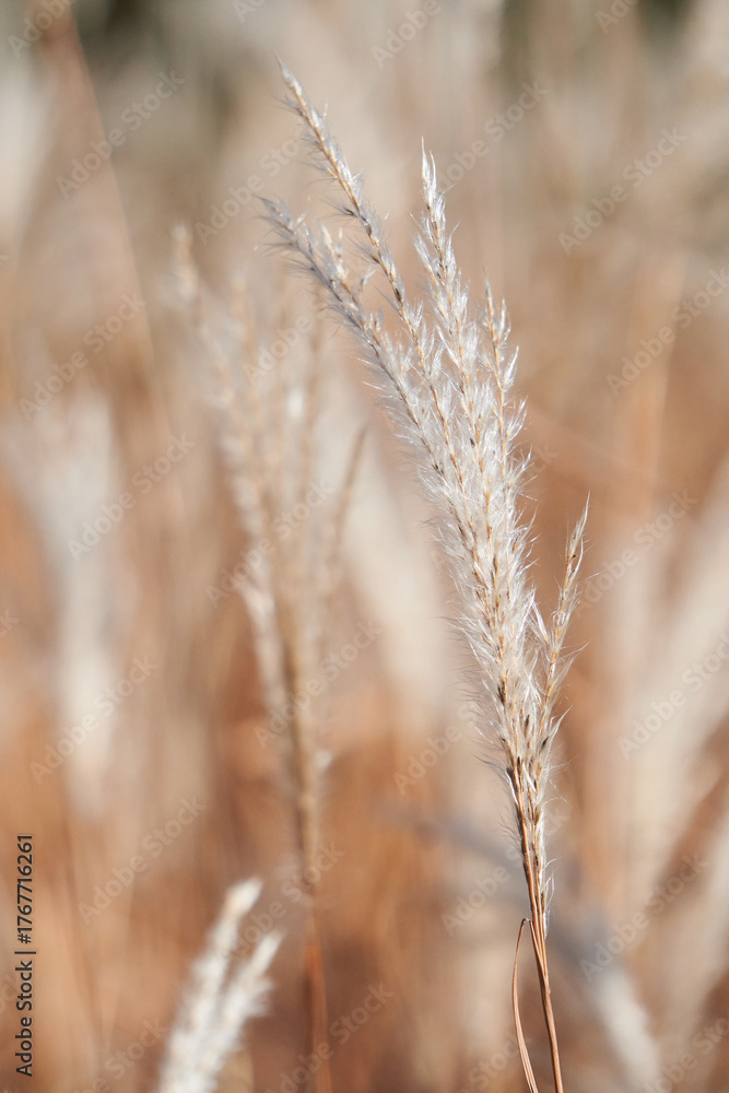 Fototapeta premium traw ozdobna- tło