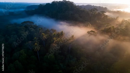 Misty Jungle Canopy At Sunrise With Sunbeams Piercing Through Dense Tropical Forest Trees Lush Green Foliage