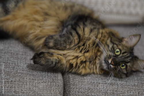 Fluffy Tabby Cat Lying on Couch Looking Relaxed.