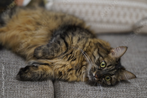 Fluffy Tabby Cat Lying on Couch Looking Relaxed.