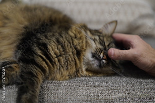 Man Petting a Fluffy Cat Resting on Couch