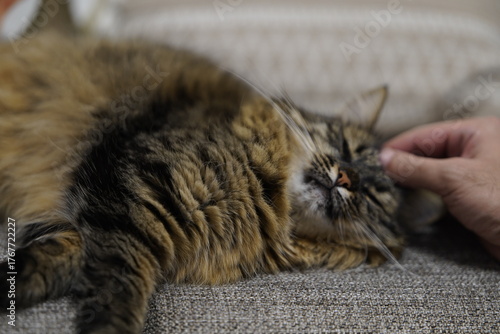 Man Petting a Fluffy Cat Resting on Couch