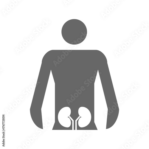 Human Kidneys Anatomy