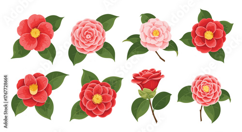 Collection of realistic illustrations of camellia flowers and leaves in red and pink hues.