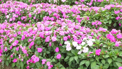 Wallpaper Mural Vibrant Pink and White Flowers Bloom in Lush Garden, Showcasing Stunning Beauty Amid Rich Green Foliage, Creating Colorful Landscape of Natures Charm and Abundance Torontodigital.ca