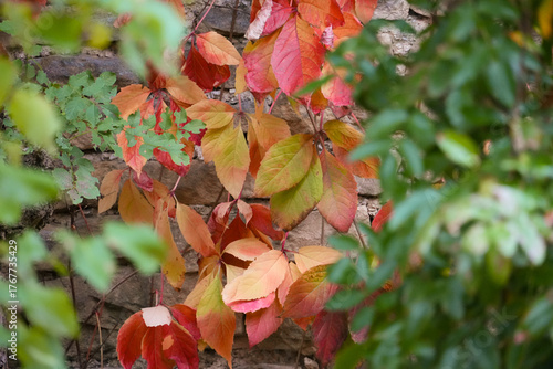 red autumn leaves between green leaves. Fall is coming. Colorful virginia creeper on stone wall.