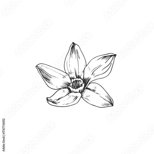 Vanilla orchid flower hand-drawn vector illustration. Black and white object isolated on a white background. Design elements for packaging of desserts, spices, and essential oils.