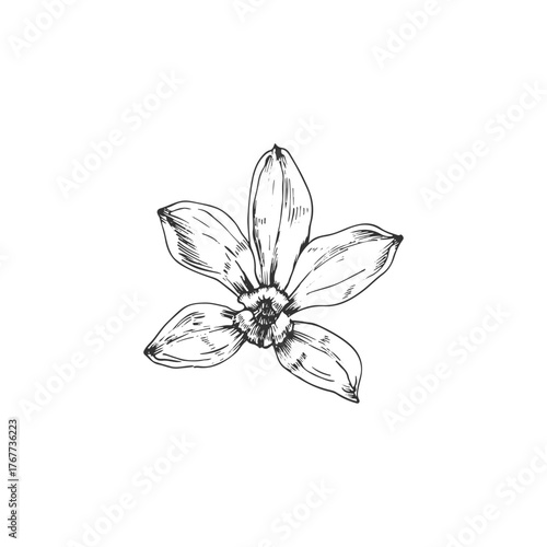 Vanilla orchid flower hand-drawn vector illustration. Black and white object isolated on a white background. Design elements for packaging of desserts, spices, and essential oils.