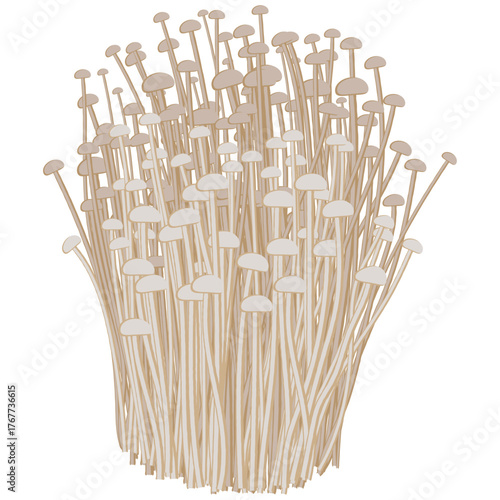 enoki mushrooms, raw mushrooms vector.