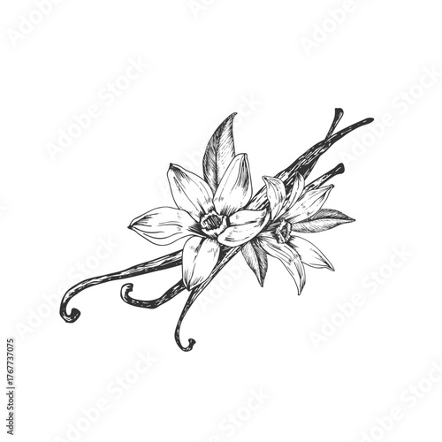 Vanilla hand-drawn vector illustration. Black and white flowers, pods isolated on a white background. Design elements for packaging of desserts, spices, and essential oils.