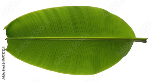 Vibrant Green Banana Leaf Isolated On Black Background