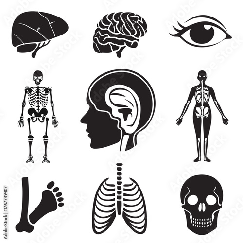 Human Anatomy: A comprehensive collection of illustrated organs and body parts in a concise and easily understandable format for educational and healthcare uses.