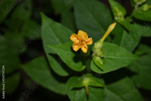 A blooming Marvel of Peru flower that is yellow in color
