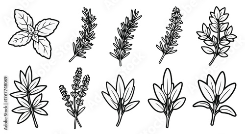 A collection of sketched herbal plants and fragrant leaves