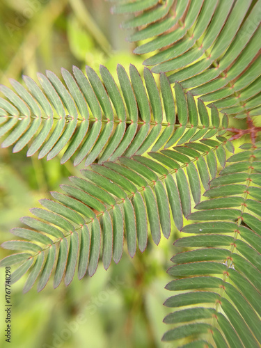 sensitive plant