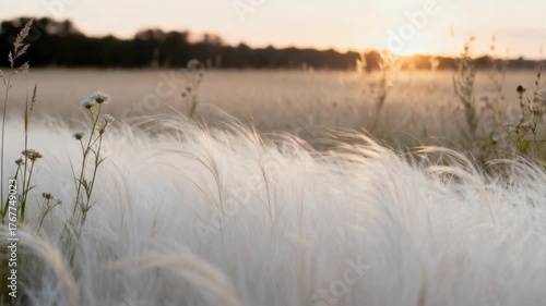 Soft Focus Field At Sunset With Golden Light And Wispy Grass