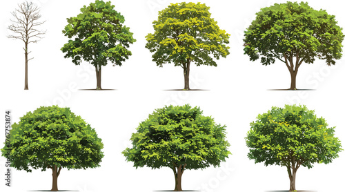 Bare tree, green leafy trees, autumn foliage, seasonal canopy, dense greenery, ornamental plants, natural forest, landscape design, decorative nature, botanical illustration