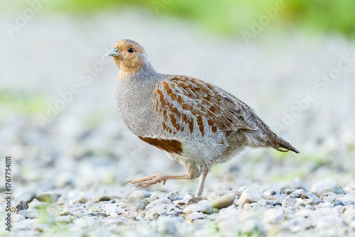 Obraz na plátně Grey partridge / Rebhuhn (Perdix perdix)