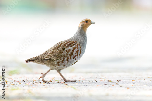 Canvas Print Grey partridge / Rebhuhn (Perdix perdix)