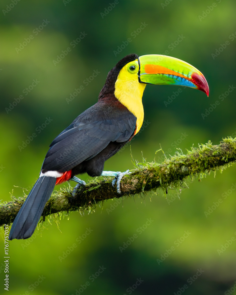 Fototapeta premium Keel-billed toucan / Fischertukan (Ramphastos sulfuratus)