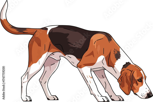 finnish hound dog sniffing alert focused vector illustration